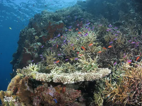 Colourful reef scene with swarming small fish and branching coral at Semporna Island reefs during a Bigfin Divers dive