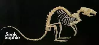 An Afternoon with a Taxidermist | Assemble an Animal Skeleton! 