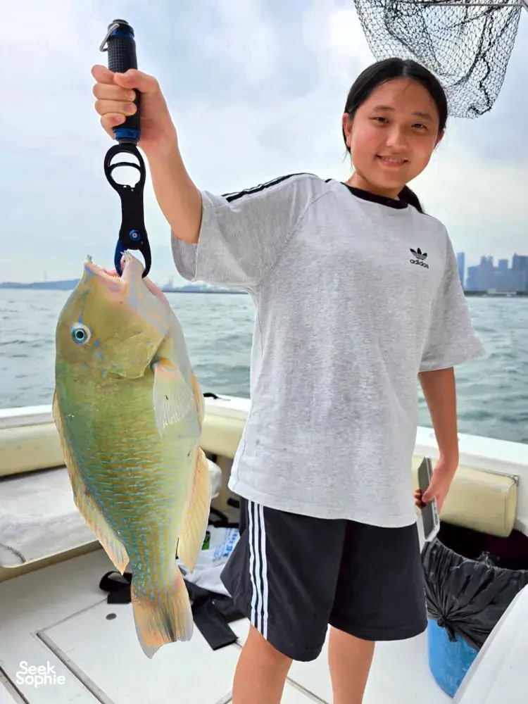 Seek Sophie option picture