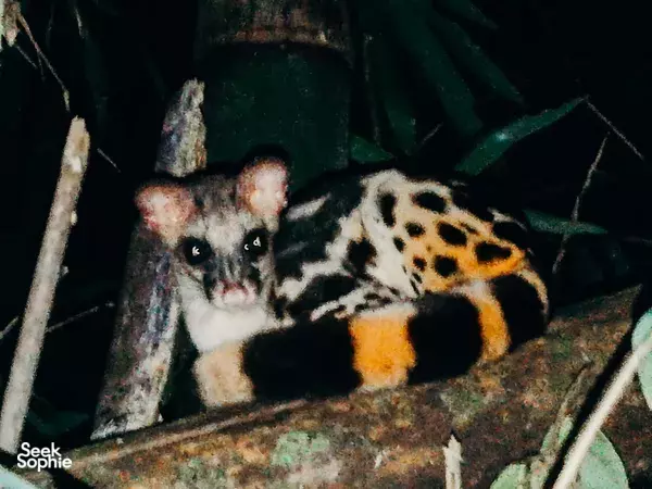 Experience a Jungle Night Adventure with Khao Sok’s Expert Guide