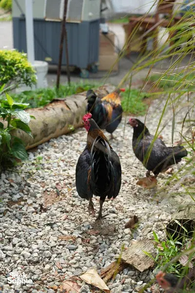 Chickens foraging on gravel in a garden yard at The Unexpected’s 2D1N farmstay in Singapore — Singapore hidden gems
