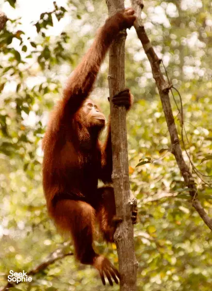 4D3N Tanjung Puting River Safari | Visit an Orangutan NGO