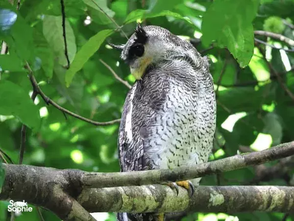 Private Half Day Bird Watching Walk at Khao Sok National Park 
