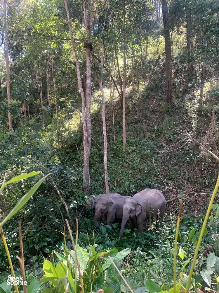 Seek Sophie option picture