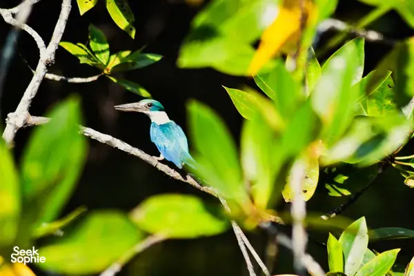 Blue-and-white bird perched on a branch among green mangrove leaves in Kilim Geoforest, Langkawi near water