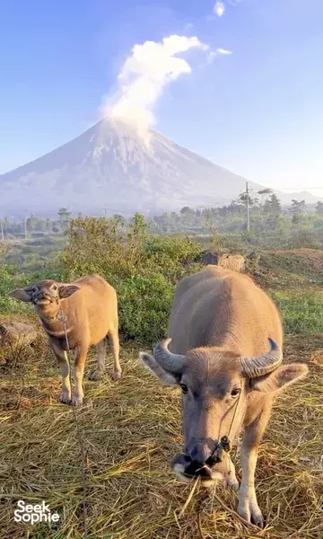 塞梅鲁火山吉普车之旅｜含卡帕斯比鲁瀑布景观