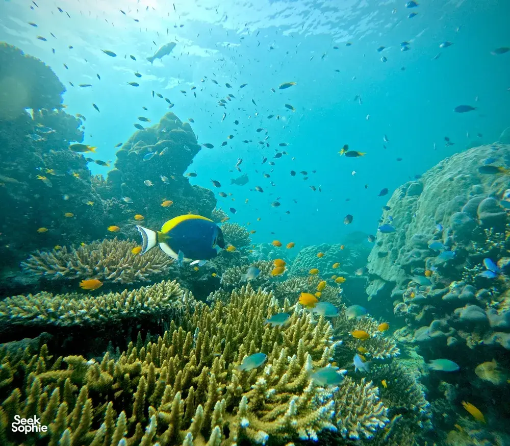 Seek Sophie option picture