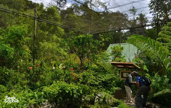 Backpack hikers trekking along a lush rainforest path with zipline cables above near Kota Kinabalu today
