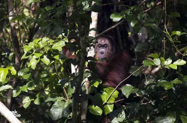 Orangutan tucked among dense canopy leaves during a Deramakot Safari near Sandakan, Sabah — expert-guided rainforest viewing
