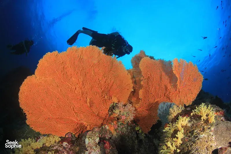 Seek Sophie option picture