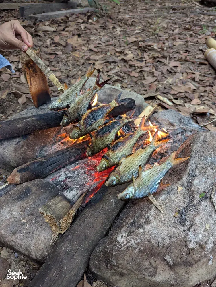 Grilled fish roasting over an open fire at Ngapuh Homestead, Kuching rainforest, for a 2D1N regenerative homestead experience