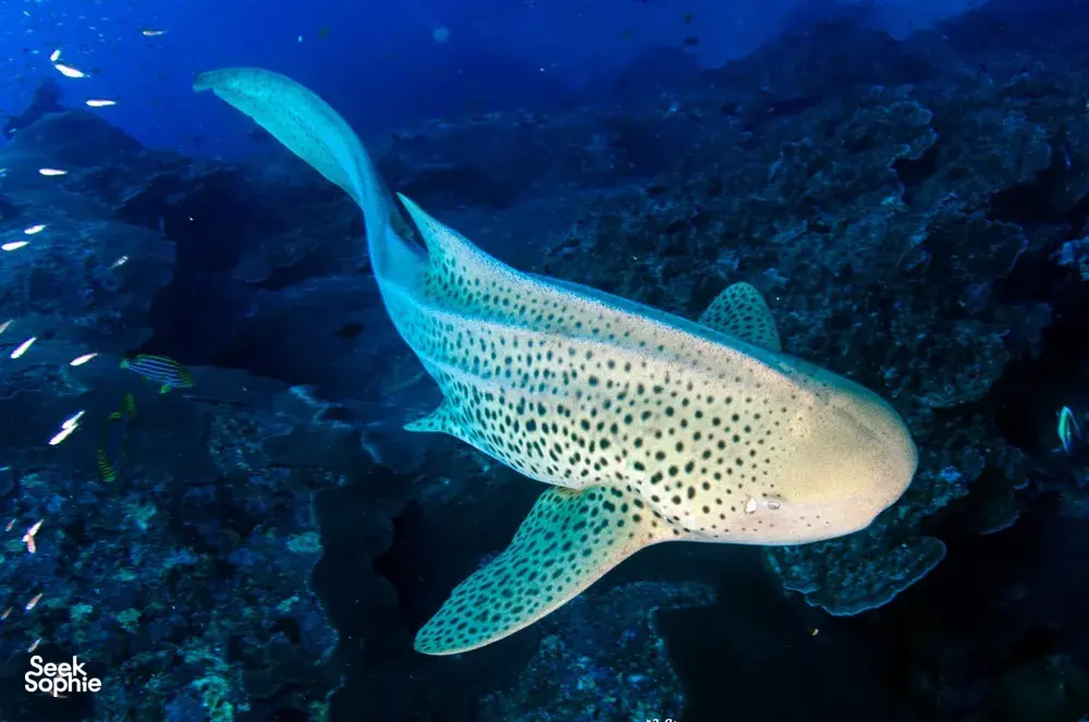 Seek Sophie option picture