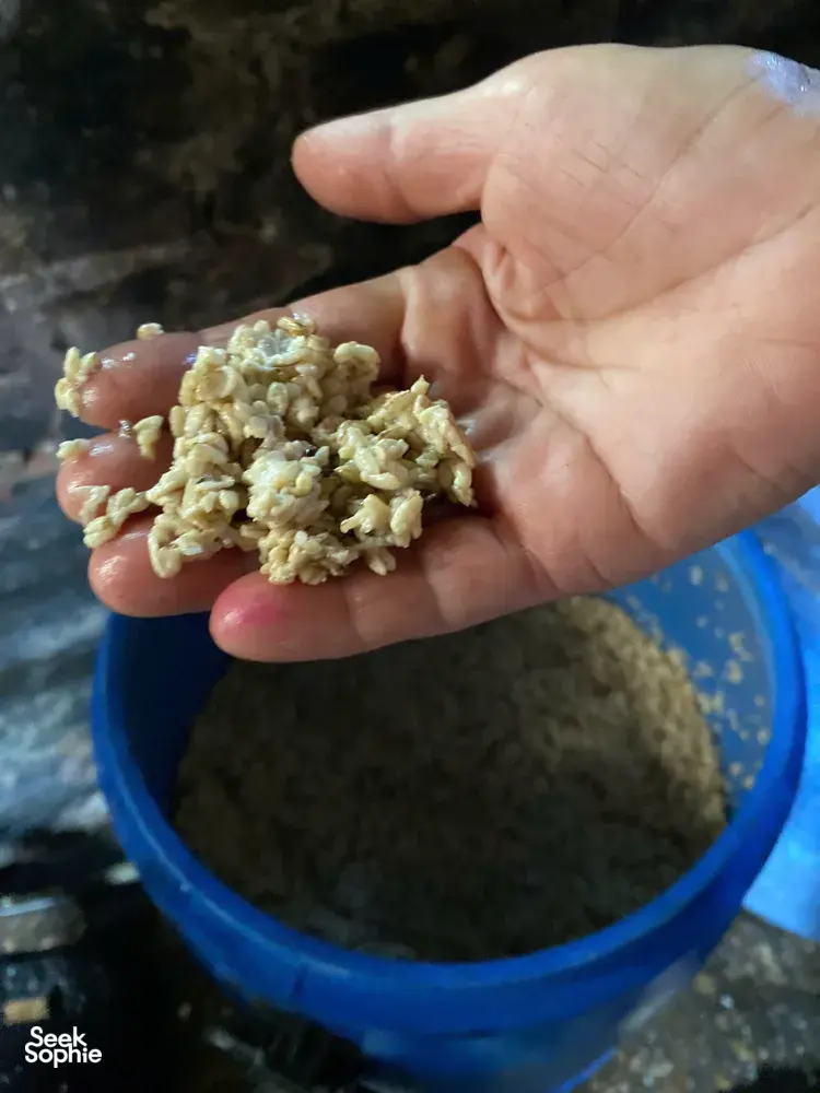 Hand holding chopped tofu curds above a blue bucket during traditional tofu making in Hanoi’s Red River village
