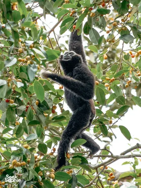 Rescue Gibbons & Scenic Hike in Mae Kampong