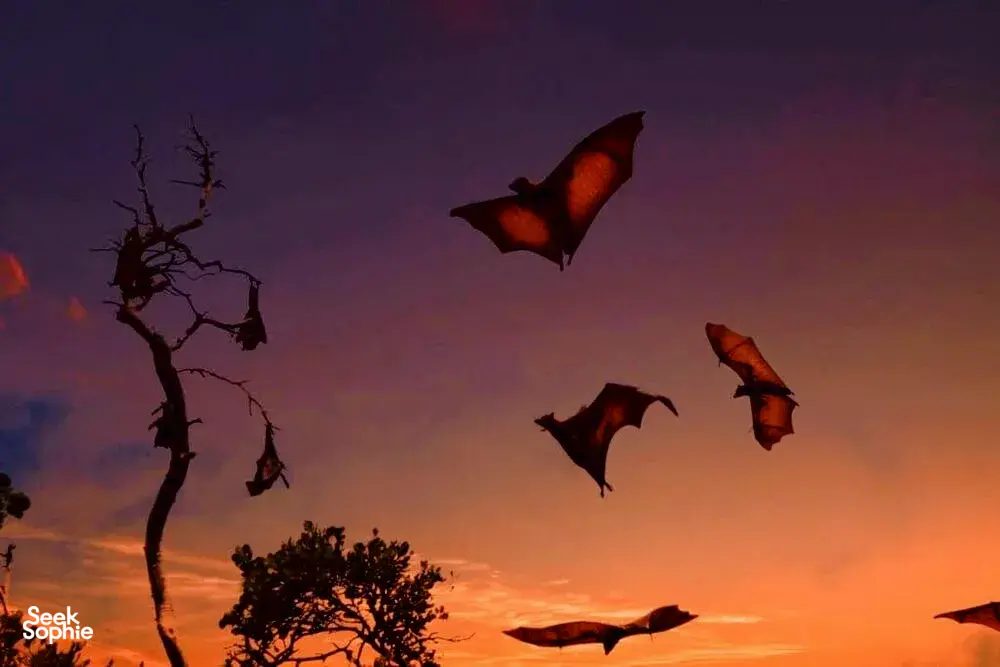 Kalong bats swooping across a dusky sky above treetops during a Komodo day trip on Komodo Island