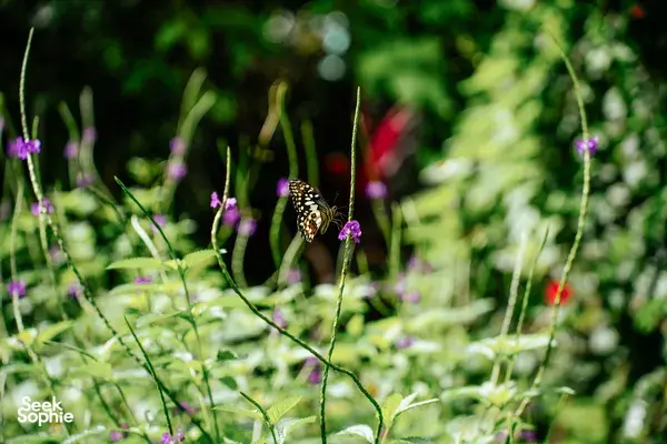 [SOLD OUT] A Walk Through Singapore’s Wildest Garden
