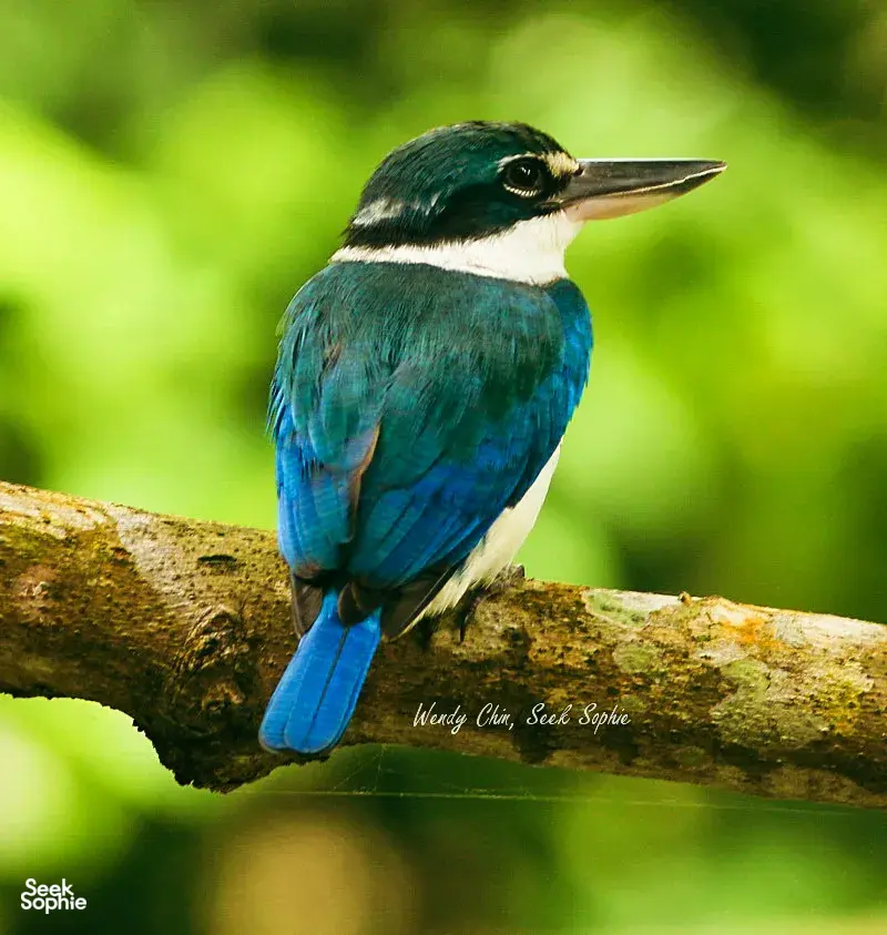 Blue kingfisher perched on a branch in Langkawi, bringing birdwatching into sharp focus on a guided nature tour