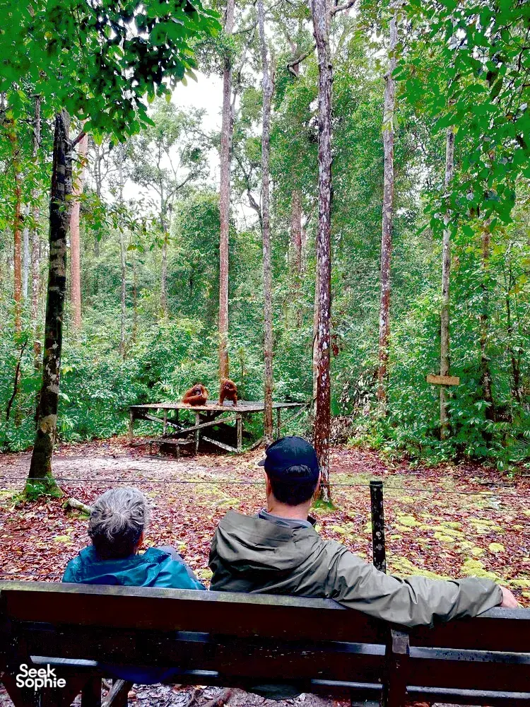 Seek Sophie option picture