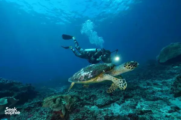 Discover Scuba Diving in Nusa Penida