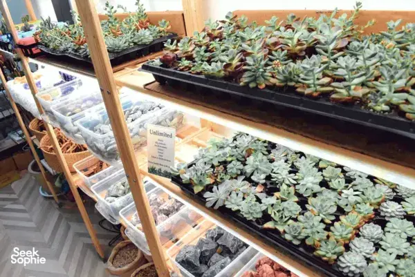 Private Great-Value Terrarium Workshop | Perfect for Teams or Parties