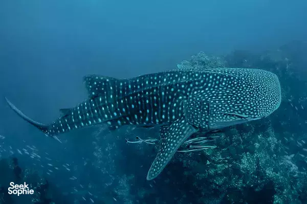 从考拉出发在Richelieu Rock进行2次趣味潜水 | 需要AOW证书