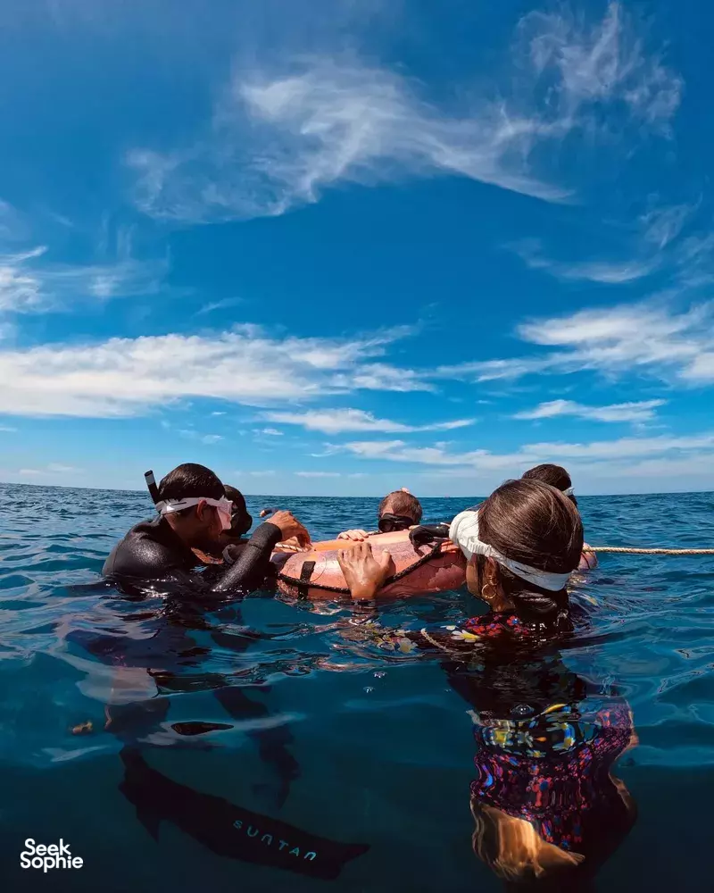 Seek Sophie option picture