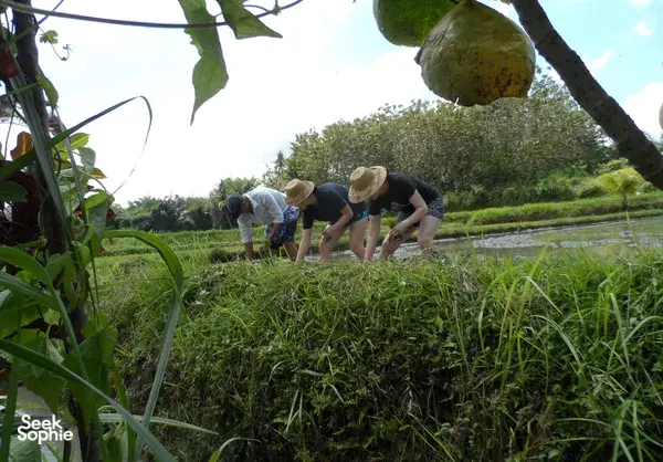 Ubud's Hidden Gem: Sustainable Farming + Cooking in Bali Rural Life
