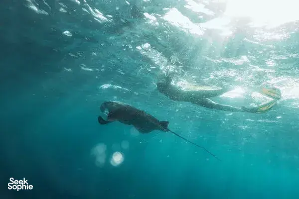 Seek Sophie option picture