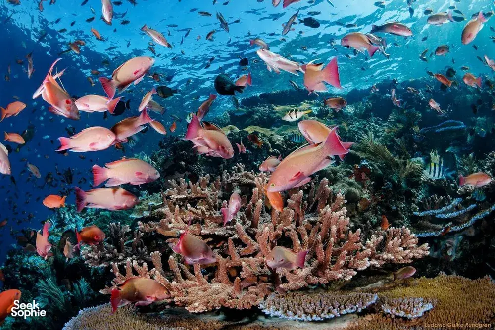 Seek Sophie option picture