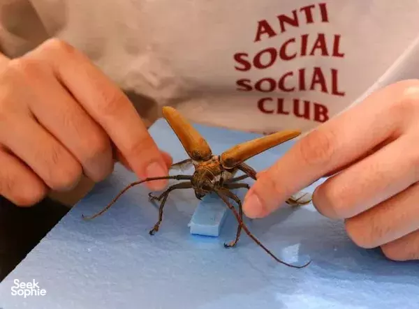 Preserving and Pinning: Learn to Taxidermize Butterflies/ Beetles!