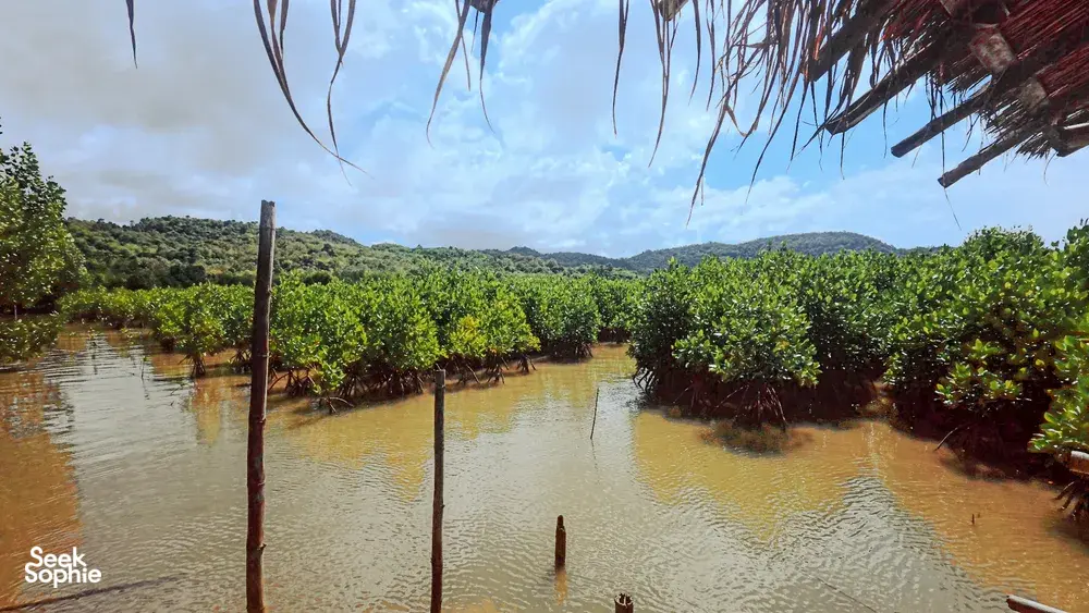 Misty waterway through dense mangrove stands with wooden posts and overhanging leaves, viewed from a small village area in Labuan Bajo