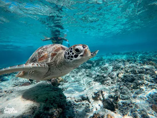 Snorkeling Persendirian di Gili Utara | Lihat Arca Bawah Laut & Lawat Pusat Penyu