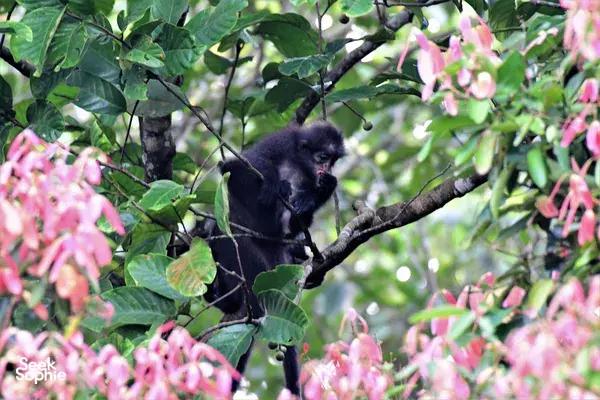 [SOLD OUT] Tracking One of the World’s Rarest Primates  
