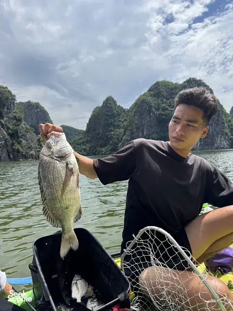 Seek Sophie option picture