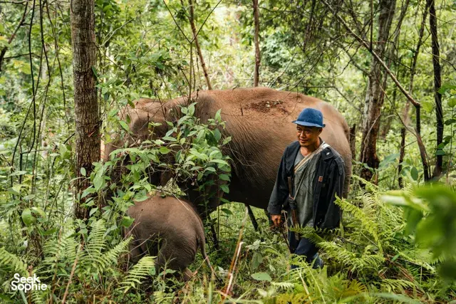 Jirayu in a blue hat observes elephants in the forest during an ethical elephant observation with Elephant Eco Trails in Chiang Mai