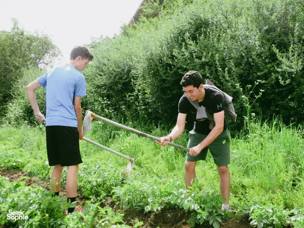 Two visitors help tend a green garden with tools at a Shangri-La family homestay, working carefully in the beds