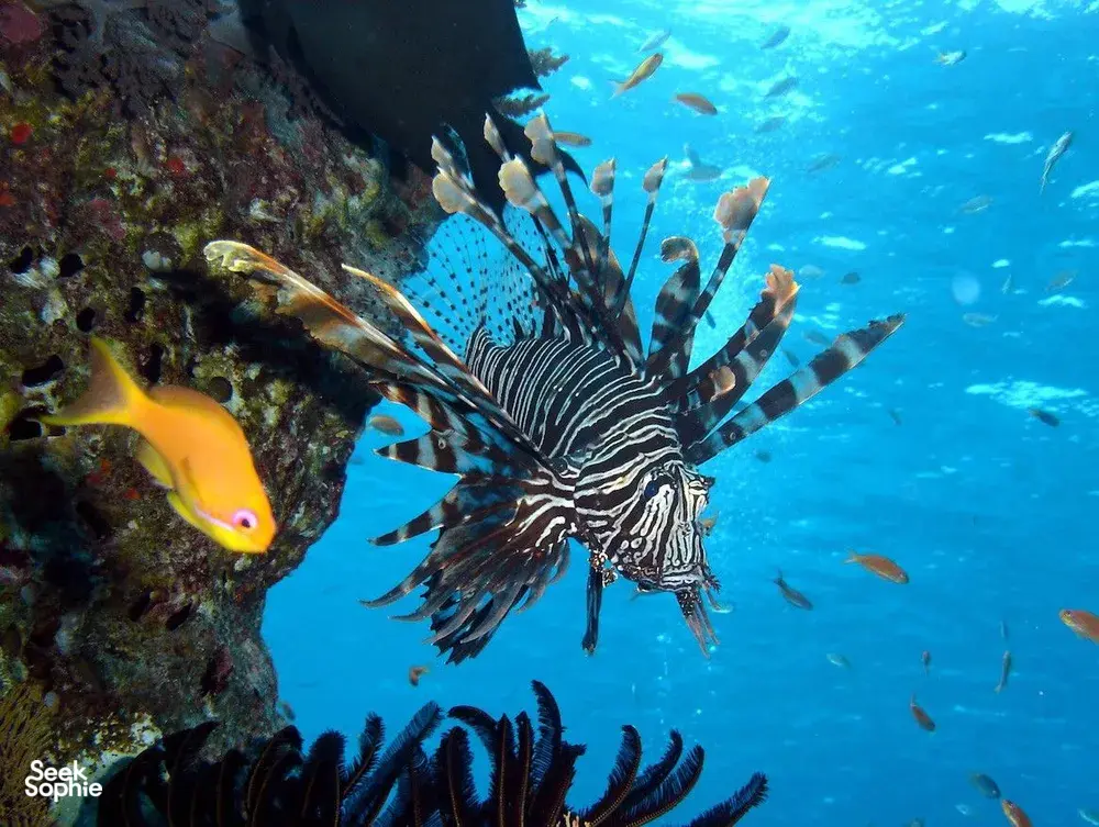 Seek Sophie option picture