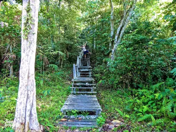 Stone steps winding through dense jungle toward a lookout platform at a hilltop lodge in Kinabatangan Forest Reserve, Sandakan