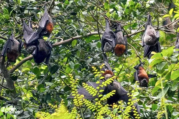 Fruit bats roosting among leafy branches in Langkawi’s Tanjung Rhu UNESCO Geopark on a JungleWalla Langkawi naturalist cruise