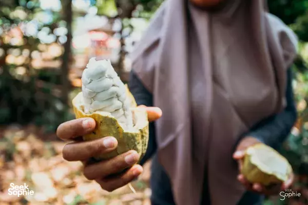 2D1N Pergasingan Hill Trek and Camping | Only Women-Led Business in Rinjani