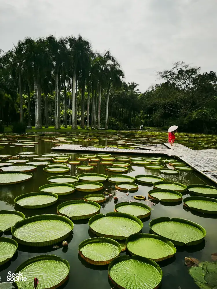 Perjalanan sehari pribadi di Xishuangbanna, kolam teratai dengan daun teratai dan seseorang berbaju merah berjalan di atas jalur kayu