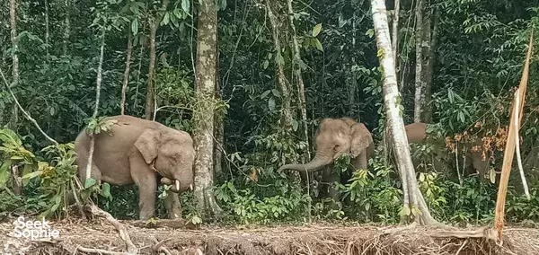 3D2N Kinabatangan River Safari with Night Cruise & Jungle Trek