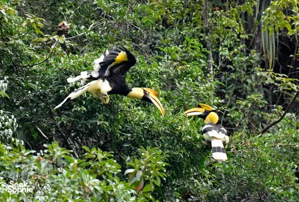 Hornbill bird feeding in lush jungle foliage during a private wildlife spotting trip in Khao Sok National Park