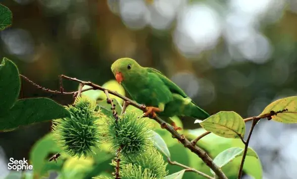 Discover Khao Sok’s Birdlife with a Local Birdwatching Expert