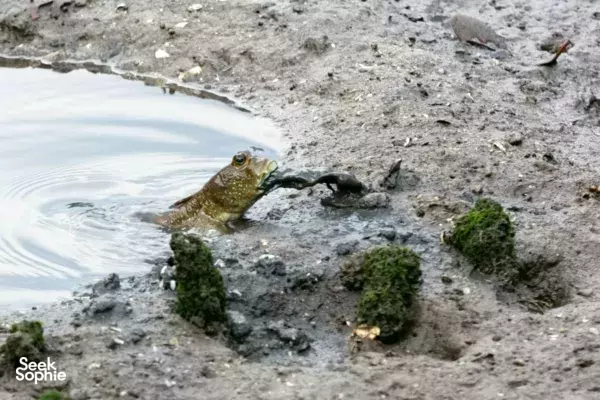 Mangrove Exploration @ Pasir Ris or Sungei Buloh (Age: 2+)