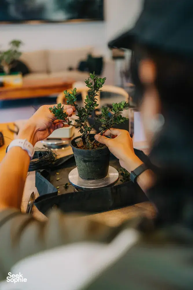 Hands potting a small tropical bonsai in a ceramic pot on a workbench with tools during a Japanese-style workshop in Singapore