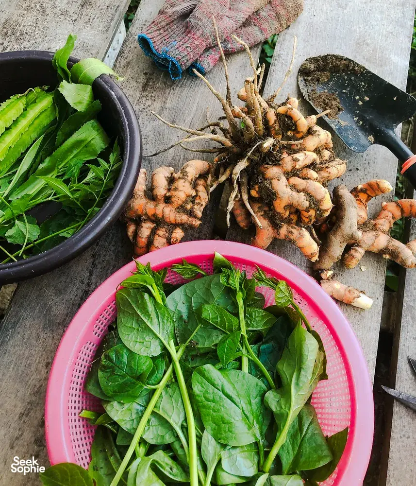 Harvesting table at a Langkawi farmhouse with ginger roots, leafy greens in baskets, and other fresh produce