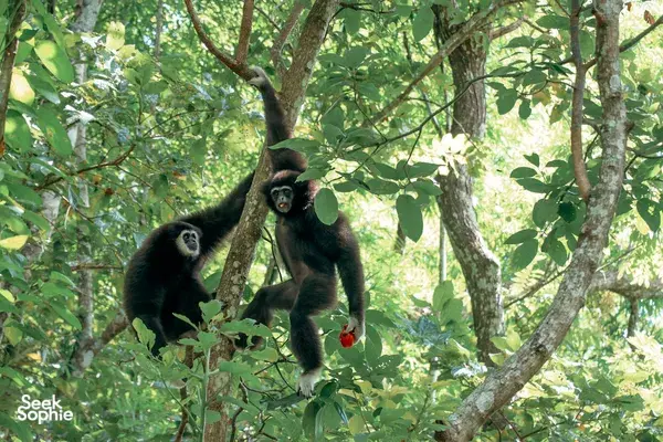 Rescue Gibbons & Scenic Hike in Mae Kampong