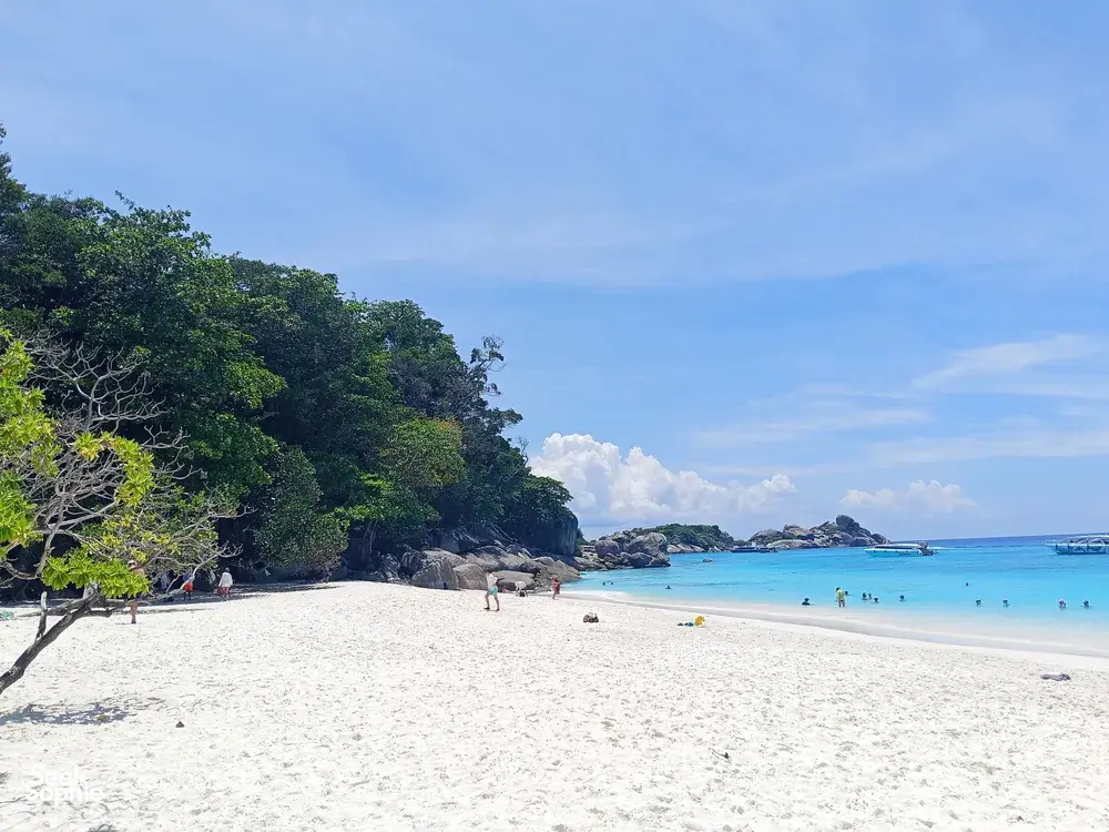 Seek Sophie option picture