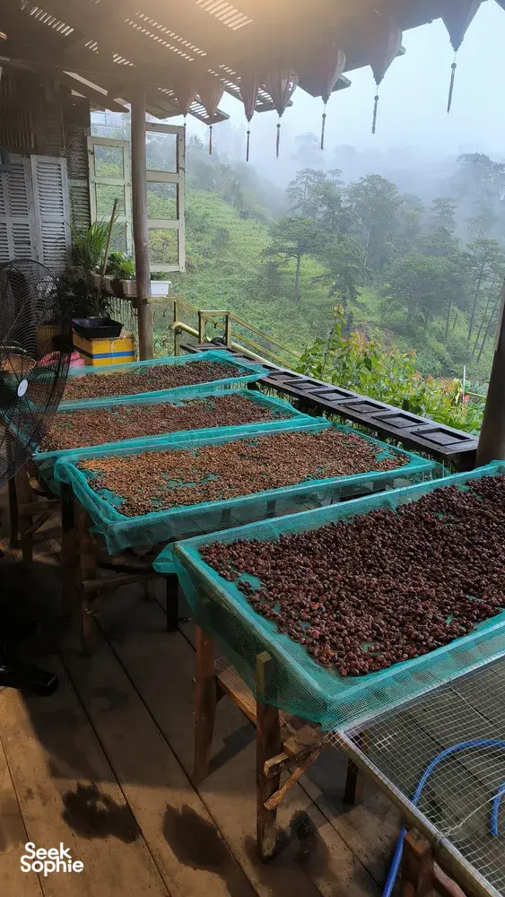 Seek Sophie option picture